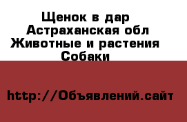 Щенок в дар - Астраханская обл. Животные и растения » Собаки   